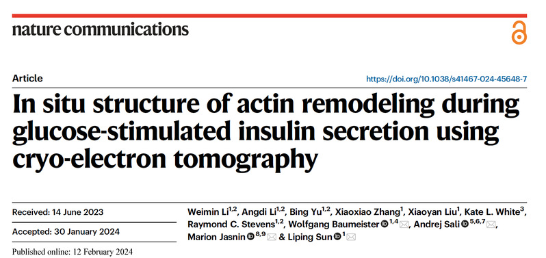 iHuman研究所安德烈·萨利课题组为胰岛素释放中肌动蛋白丝的结构性重塑提供新证据